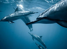 真有人信？…黑料网今日｜这波我看懂了…看懂的人都躲开了